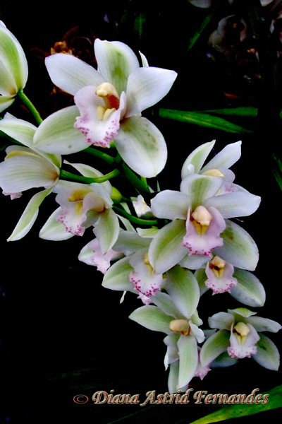White-and-Mauve-Orchid
